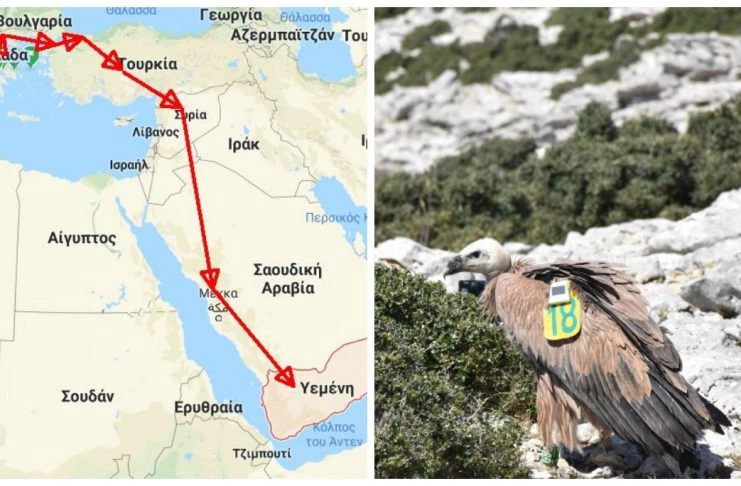 Το μακρύ ταξίδι ενός γύπα από τα Τζουμέρκα μέχρι την Αραβική χερσόνησο (εικόνες)